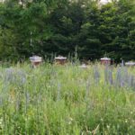 Lehrbienenstand Bienenweg in Bamberg von Bienen-leben-in-Bamberg.de