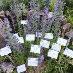 Insektenreservat, Blühwiese, botanische Pflanzschilder im Bamberger Bienengarten