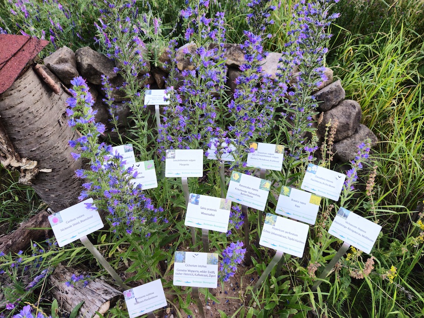 Insektenreservat, Blühwiese, botanische Pflanzschilder im Bamberger Bienengarten