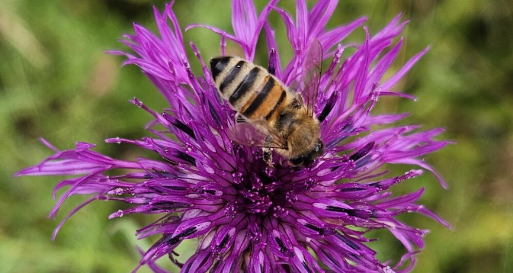 bienen-leben-in-bamberg.de