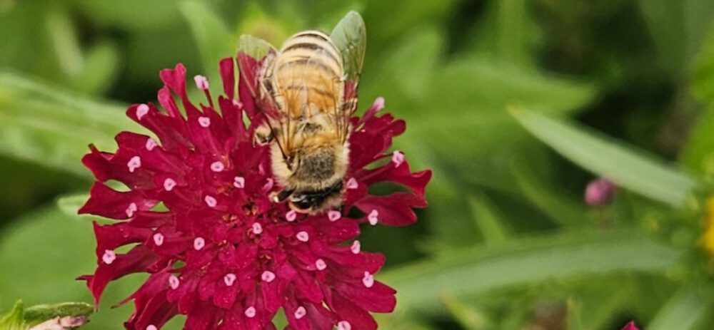 bienen-leben-in-bamberg.de
