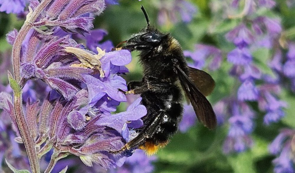 bienen-leben-in-bamberg.de