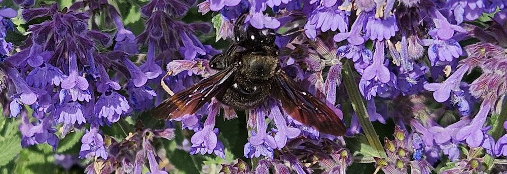 bienen-leben-in-bamberg.de