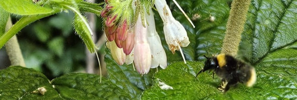 bienen-leben-in-bamberg.de