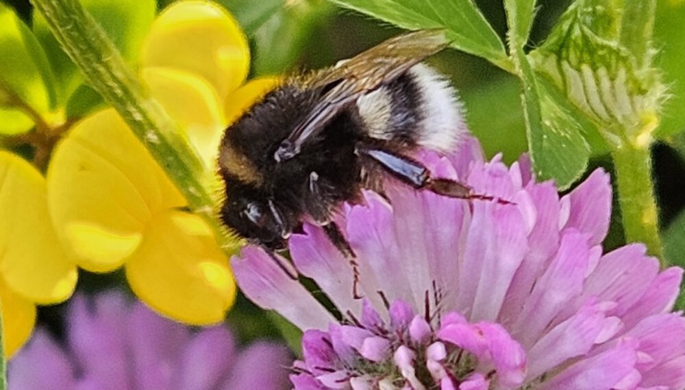 bienen-leben-in-bamberg.de