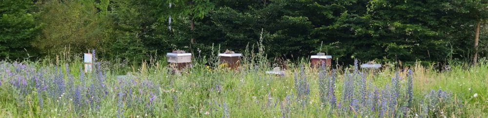 bienen-leben-in-bamberg.de