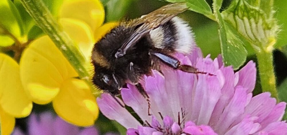 bienen-leben-in-bamberg.de