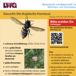 Flyer Vespa velutina der LWG (Ausschnitt)