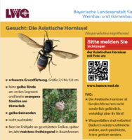 Flyer Vespa velutina der LWG (Ausschnitt)