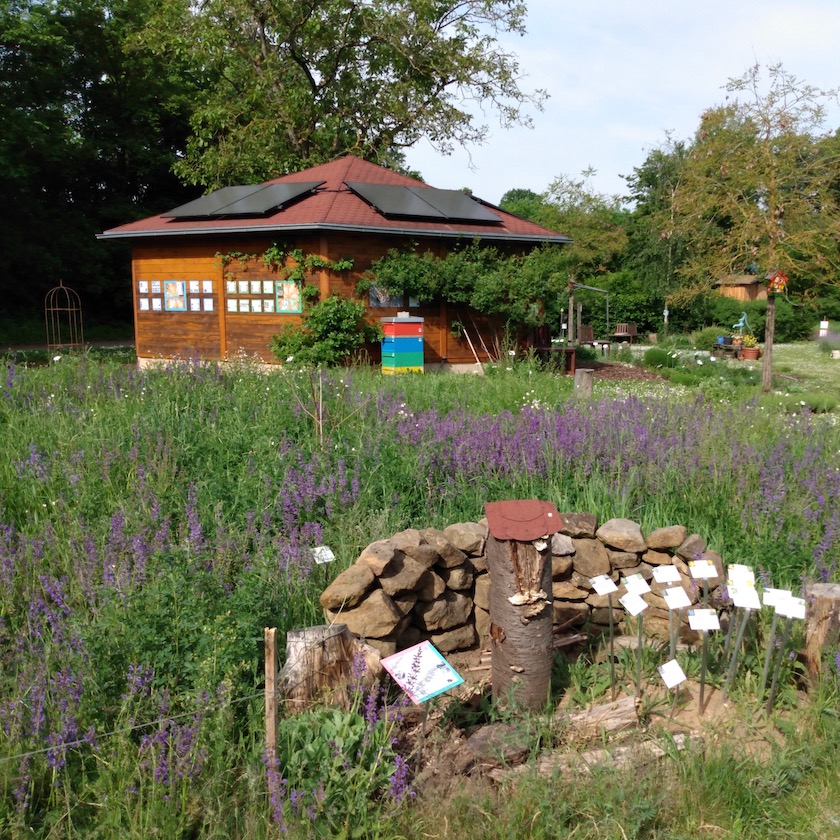 Insektenreservat, Blühwiese, botanische Pflanzschilder im Bamberger Bienengarten