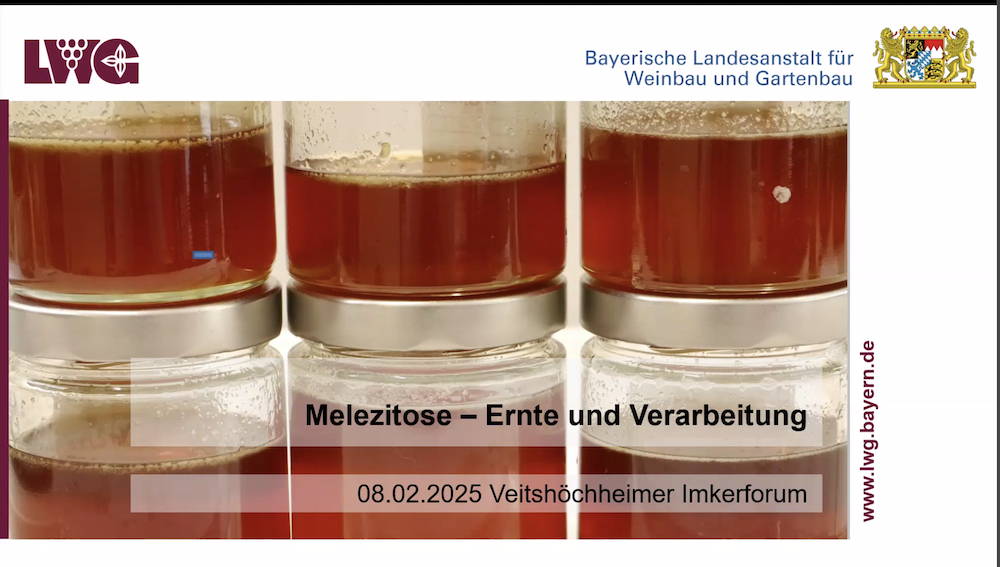 Folie Dr. Ingrid Illies zum Vortrag Melezitose / Institut für Bienenkunde, IBI am Imkerforum 2025 in Veitshöchheim