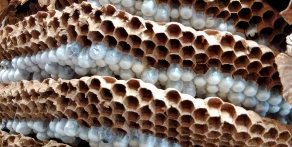 bienen-leben-in-bamberg.de