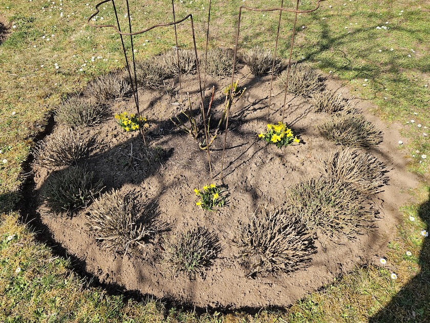 Rosenrondell 2 nach Frühjahrsputz im Bamberger Bienengarten