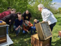 AK25 4. + 5 Modul: Honigraumerweiterung, Ablegerbildung; Schwarmverhinderung im Imkeranfängerkurs von Bienen-leben-in-Bamberg.de