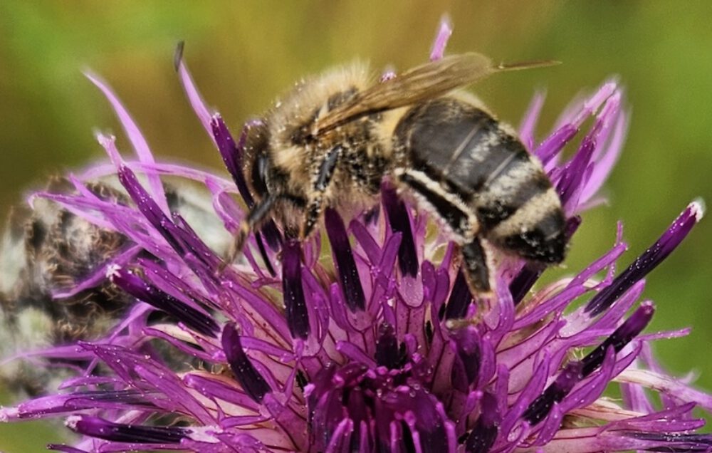 bienen-leben-in-bamberg.de