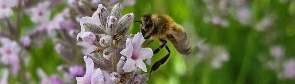 bienen-leben-in-bamberg.de