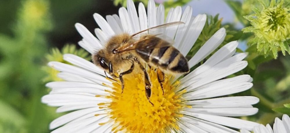 bienen-leben-in-bamberg.de