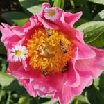 Bienen an Pfingstrose (Paeonie 'Gedenken') im Bamberger Bienengarten