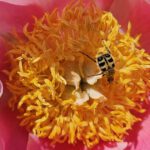 Pinselkaefer an Pfingstrose (Paeonie 'Gedenken') im Bamberger Bienengarten