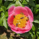Bienen an Pfingstrose (Päonia 'Gedenken') im Bamberger Bienengarten