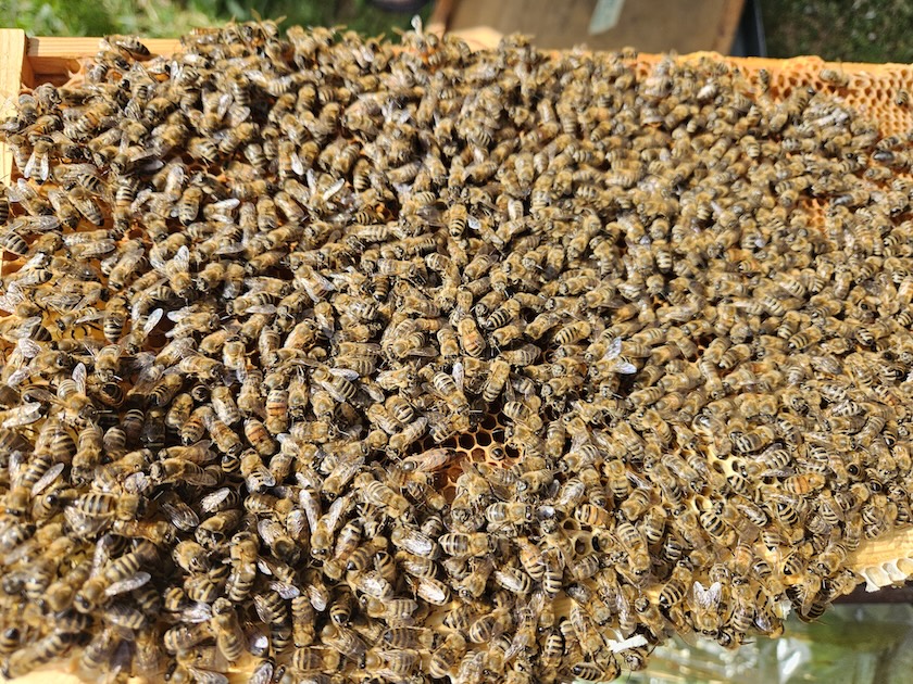 Bienen auf Rähmchen mit Königin