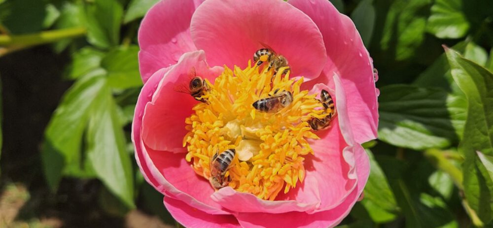 bienen-leben-in-bamberg.de