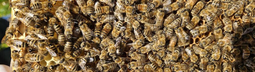 bienen-leben-in-bamberg.de