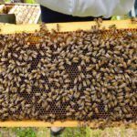Rupprecht-Grundschule Bamberg, Klasse 2b zum Schulbienen-Unterricht / Schulbienenführung in der Bienen-InfoWabe, Bienen-leben-in-Bamberg.de