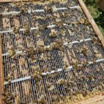 Schulbienenführung / Schulbienen-Unterricht zur Stärkung geflüchteter Kinder und Jugendlicher / Initiative Bienen-leben-in-Bamberg.de