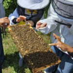 Schulbienenführung / Schulbienen-Unterricht zur Stärkung geflüchteter Kinder und Jugendlicher / Initiative Bienen-leben-in-Bamberg.de