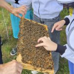 Schulbienenführung / Schulbienen-Unterricht zur Stärkung geflüchteter Kinder und Jugendlicher / Initiative Bienen-leben-in-Bamberg.de