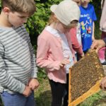Grundschule Scheßlitz, Klasse 2a zum Schulbienen-Unterricht / Schulbienenführung in der Bienen-InfoWabe, Bienen-leben-in-Bamberg.de