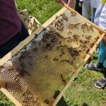 Schulbienenführung / Schulbienen-Unterricht zur Stärkung geflüchteter Kinder und Jugendlicher / Initiative Bienen-leben-in-Bamberg.de