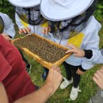 Rupprecht-Grundschule Bamberg, Klasse 2a zum Schulbienen-Unterricht / Schulbienenführung in der Bienen-InfoWabe, Bienen-leben-in-Bamberg.de