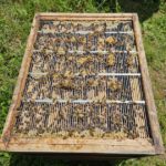 Schulbienenführung / Schulbienen-Unterricht im Ferienprogramm für den Offenen Ganztag (OGS) Grundschule Gaustadt. / Initiative Bienen-leben-in-Bamberg.de