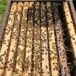 Schulbienenführung / Schulbienen-Unterricht im Ferienprogramm für den Offenen Ganztag (OGS) Grundschule Gaustadt. / Initiative Bienen-leben-in-Bamberg.de