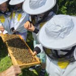 Schulbienenführung / Schulbienen-Unterricht im Ferienprogramm für den Offenen Ganztag (OGS) Grundschule Gaustadt. / Initiative Bienen-leben-in-Bamberg.de