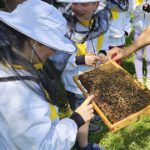 Schulbienenführung / Schulbienen-Unterricht im Ferienprogramm für den Offenen Ganztag (OGS) Grundschule Gaustadt. / Initiative Bienen-leben-in-Bamberg.de