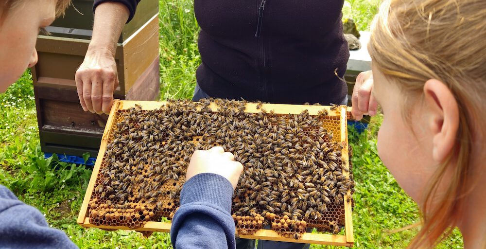 bienen-leben-in-bamberg.de