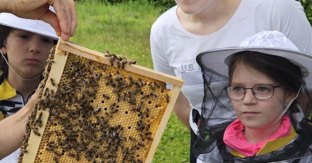 bienen-leben-in-bamberg.de