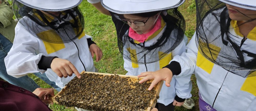 bienen-leben-in-bamberg.de