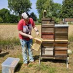 Ak25, Modul 7: Ernte Bamberger Lagenhonig, Standort Bughof am 05.07.2025 / Imkeranfängerkurs von Bienen-leben-in-Bamberg.de