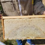 Ak25, Modul 7: Ernte Bamberger Lagenhonig, Standort Bughof am 05.07.2025 / Imkeranfängerkurs von Bienen-leben-in-Bamberg.de