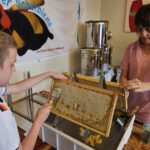 Verarbeitung der Honigernte Bienenweg 2025, Sondertermin Honigernte- und Schleudertage (Bienen-leben-in-Bamberg.de)