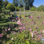 Impression aus dem Bamberger Bienengarten (Herbstanemone)