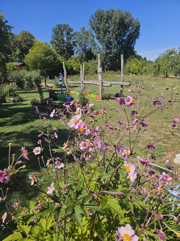 Impression aus dem Bamberger Bienengarten (Herbstanemone)