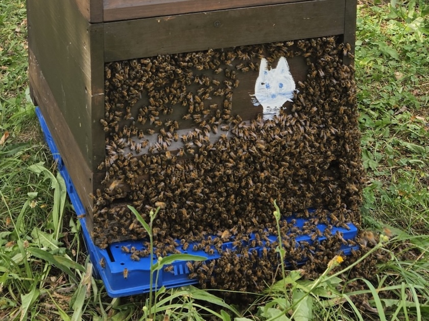Bienenbart