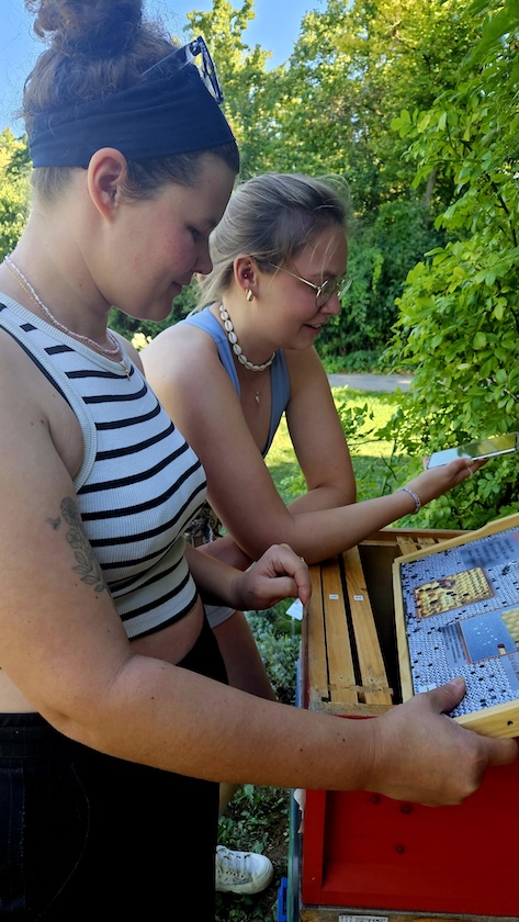 Besuch an der Puzzlebeute im Bamberger Bienengarten