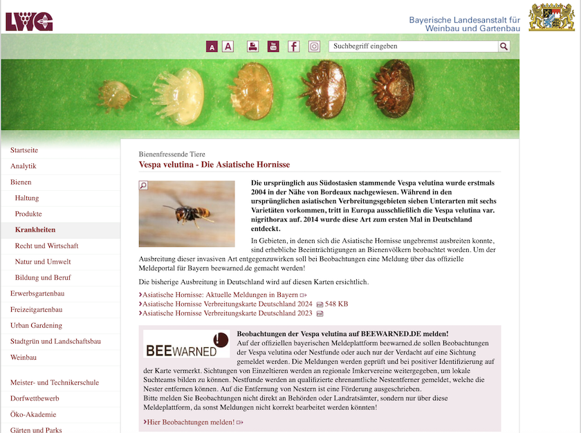 Webseite Vespa velutina der LWG
