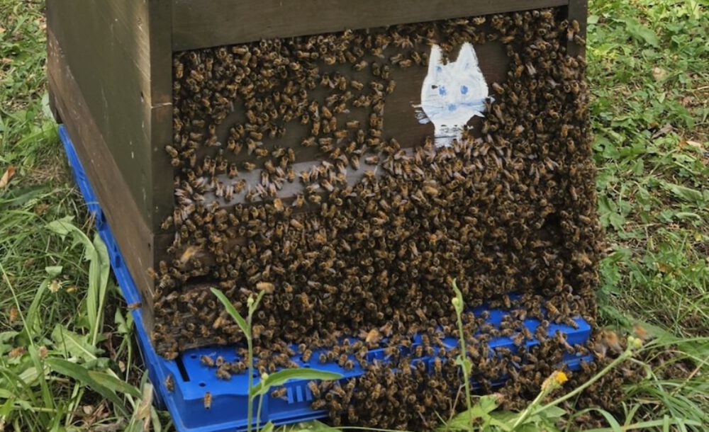 bienen-leben-in-bamberg.de